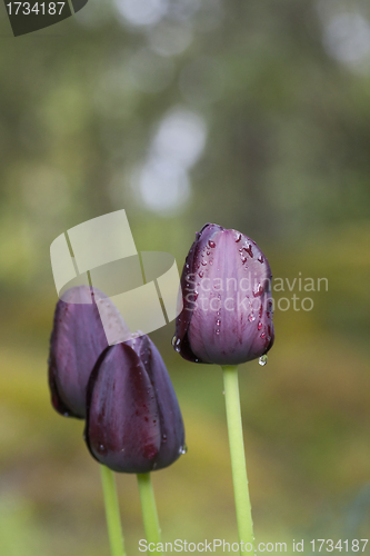 Image of dark tulips