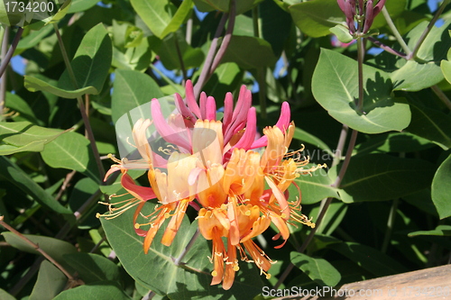 Image of Lonicera heckrotti - caprifolium