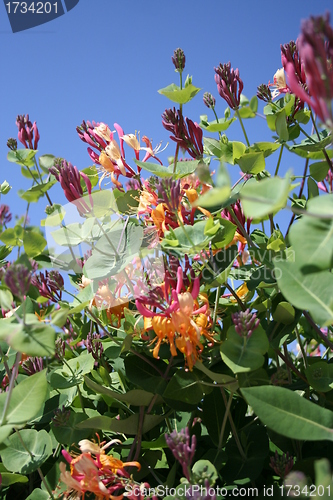 Image of Lonicera heckrotti - caprifolium