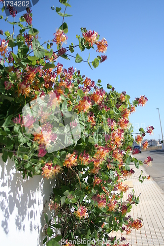 Image of Lonicera heckrotti - caprifolium