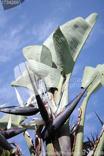 Image of Strelitzia