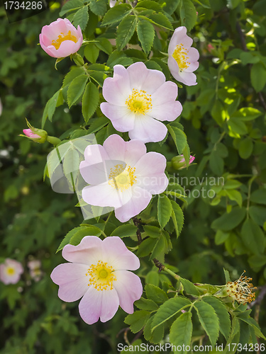 Image of wild roses