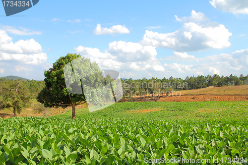 Image of Tobacco fields