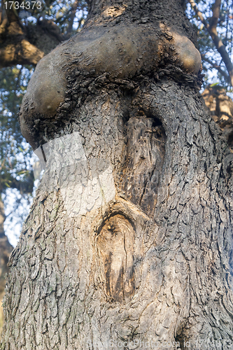 Image of olive tree; particular