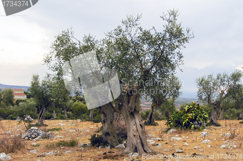 Image of olive tree in a hill of Apulia