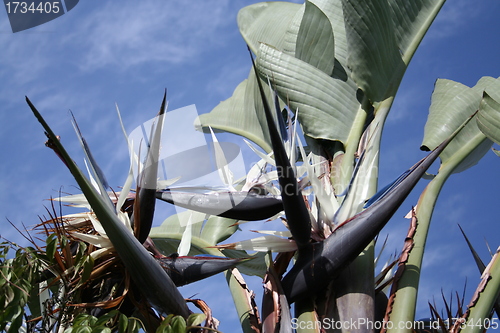 Image of White Strelitzia