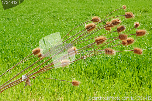 Image of Dried thistle plant bent over wheat field