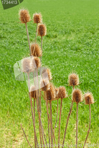 Image of Dried thistle flowers against green field