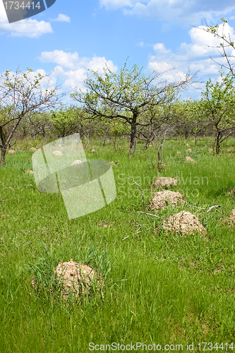 Image of Anthill among green grass