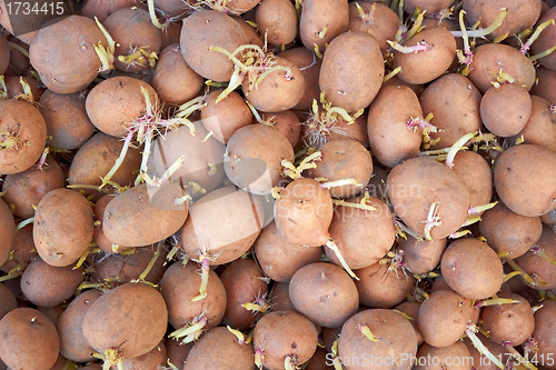Image of Potatoes tubers with germinated sprouts