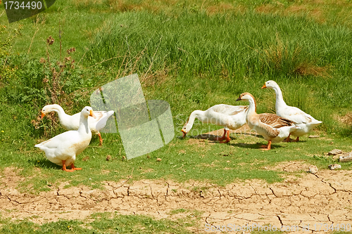 Image of Geese in the pasture