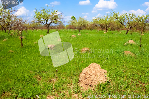 Image of Anthill among spring herbs