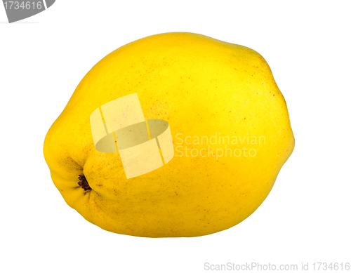 Image of ripe quince