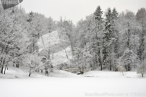 Image of winter forest