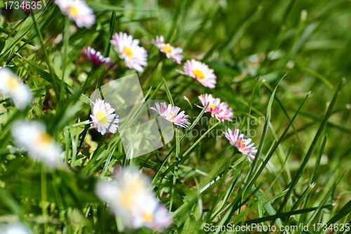 Image of pink daisy