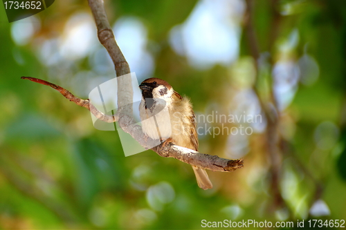 Image of sparrow in the park