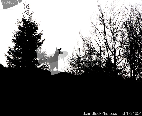 Image of red deer stag silhouette