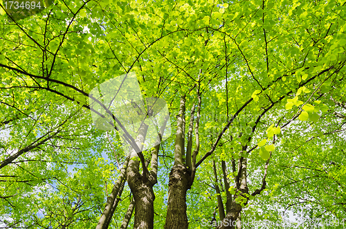 Image of Linden trees