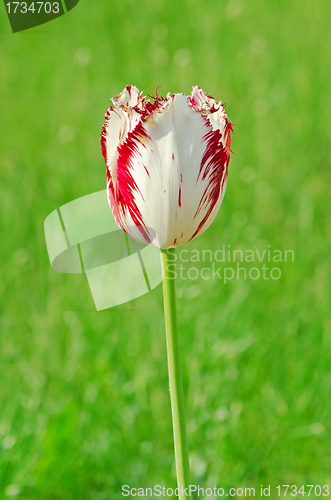 Image of Tulip