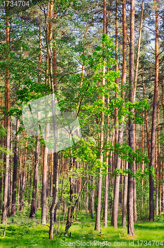 Image of Forest