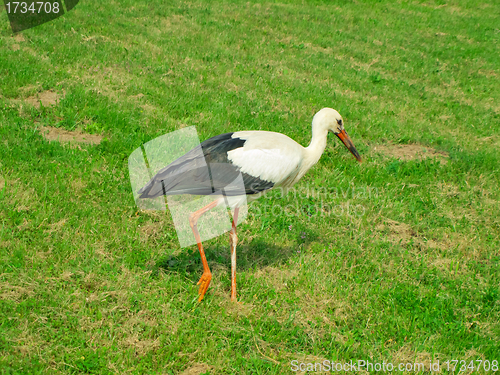 Image of stork