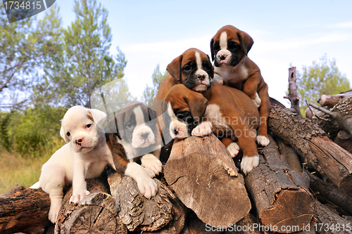 Image of puppies boxer