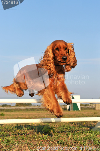 Image of cocker spaniel in agility