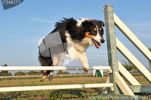 Image of shetland in agility