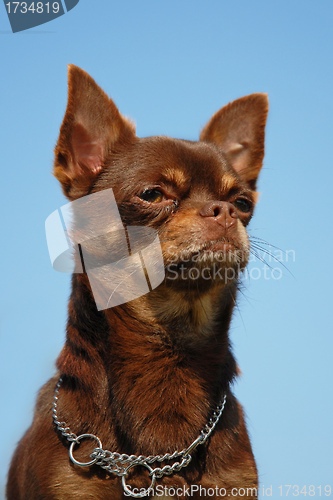 Image of brown chihuahua