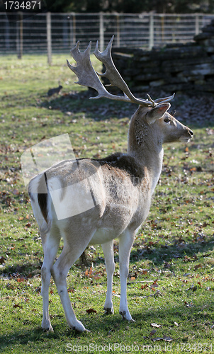 Image of fallow deer stag