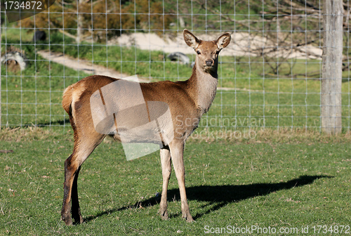 Image of juvenile red deer