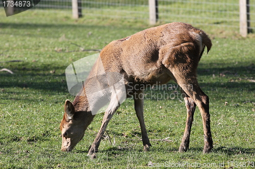 Image of juvenile red deer grazing.