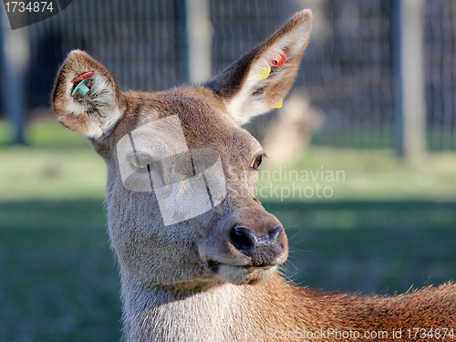 Image of red deer with ear tags