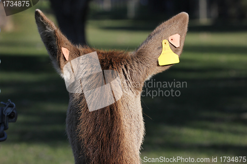 Image of ear tags