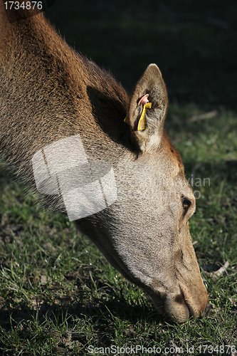 Image of grazing