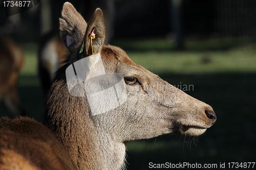 Image of female red deer