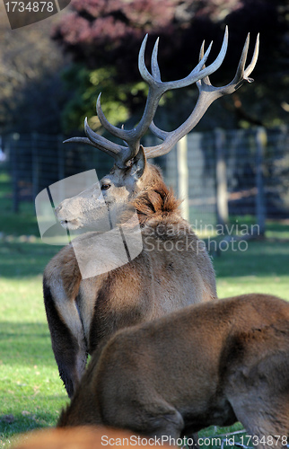 Image of red deer stag