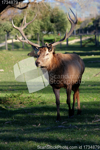 Image of red deer stag