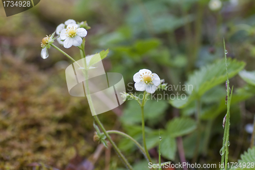 Image of wild strawberry plant