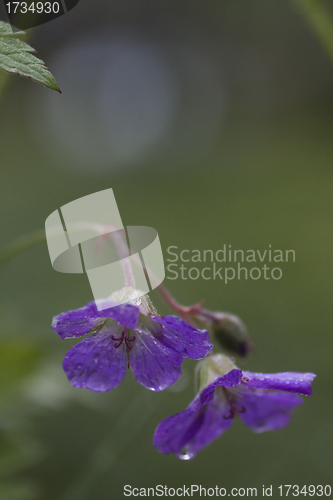 Image of geranium sylvaticum