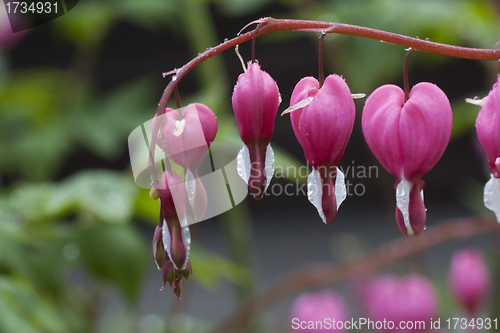 Image of bleeding heart