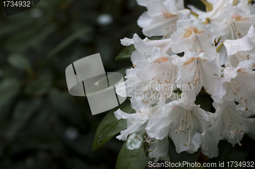 Image of white rhododendron