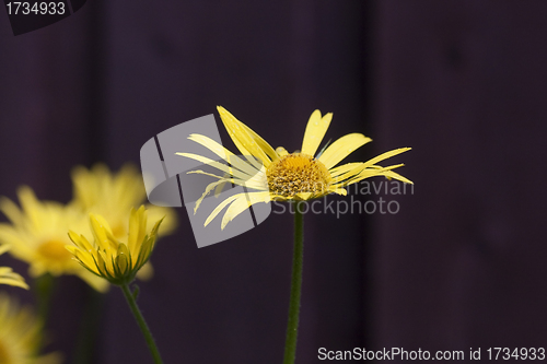 Image of yellow flowers