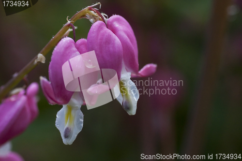 Image of bleeding heart