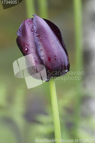 Image of dark tulip