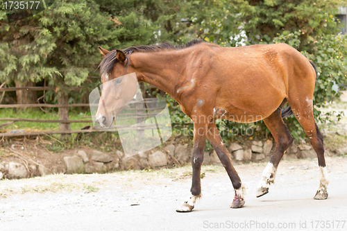 Image of A wounded and tired horse