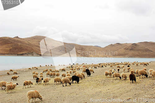 Image of Landscape in Tibet