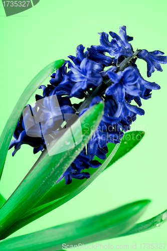 Image of  blue hyacinth