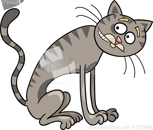 Image of thin gray tabby cat