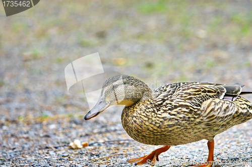 Image of Wild female duck 